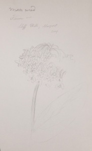 Sketch of milkweed flower (Asclepias syriaca) by Emily Patton Smith, 2004.